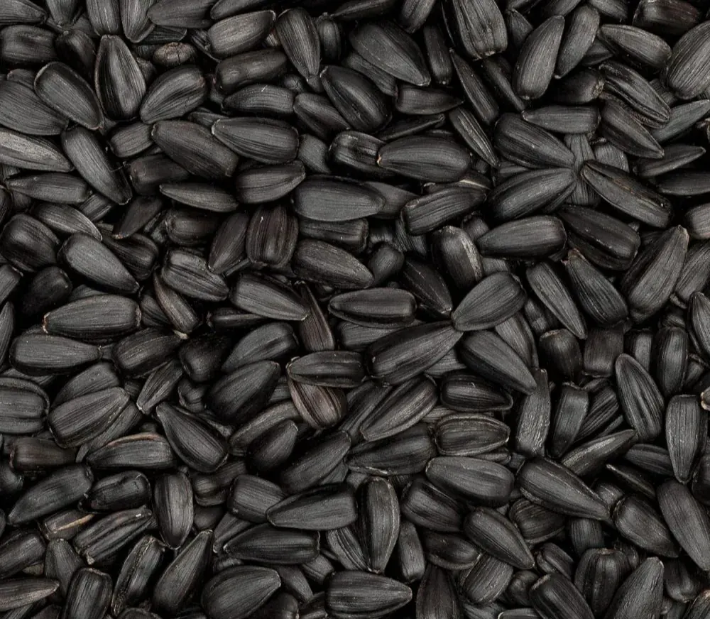 Olio di Cumino Nero